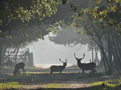 Damwild im Wildgehege Glauer Tal