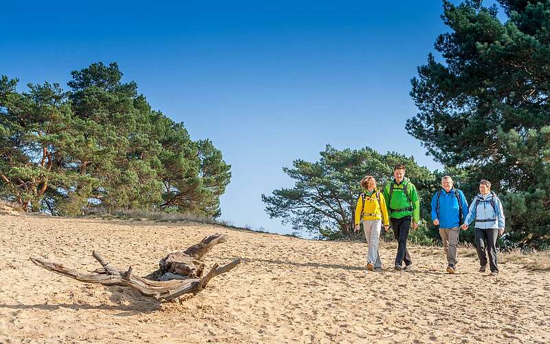 



        
            Wanderer in der Storkower Binnendüne,
        
    

        Foto: TMB-Fotoarchiv/Steffen Lehmann
    