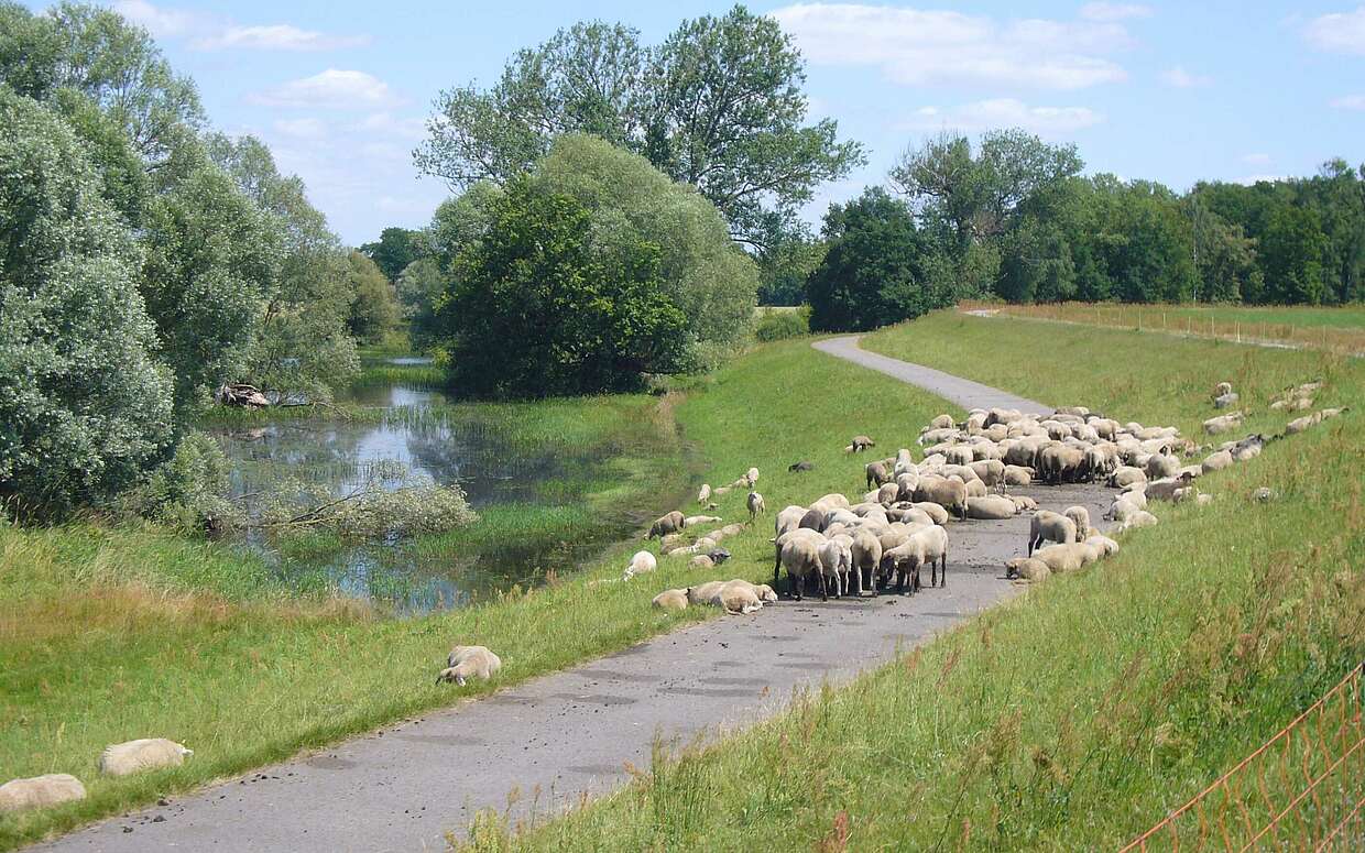 Auf dem Elberadweg sind nicht nur Radler unterwegs.