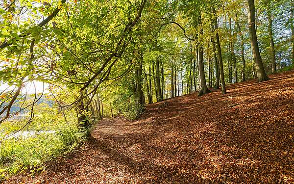 Herbstlicher Wald am Hellsee