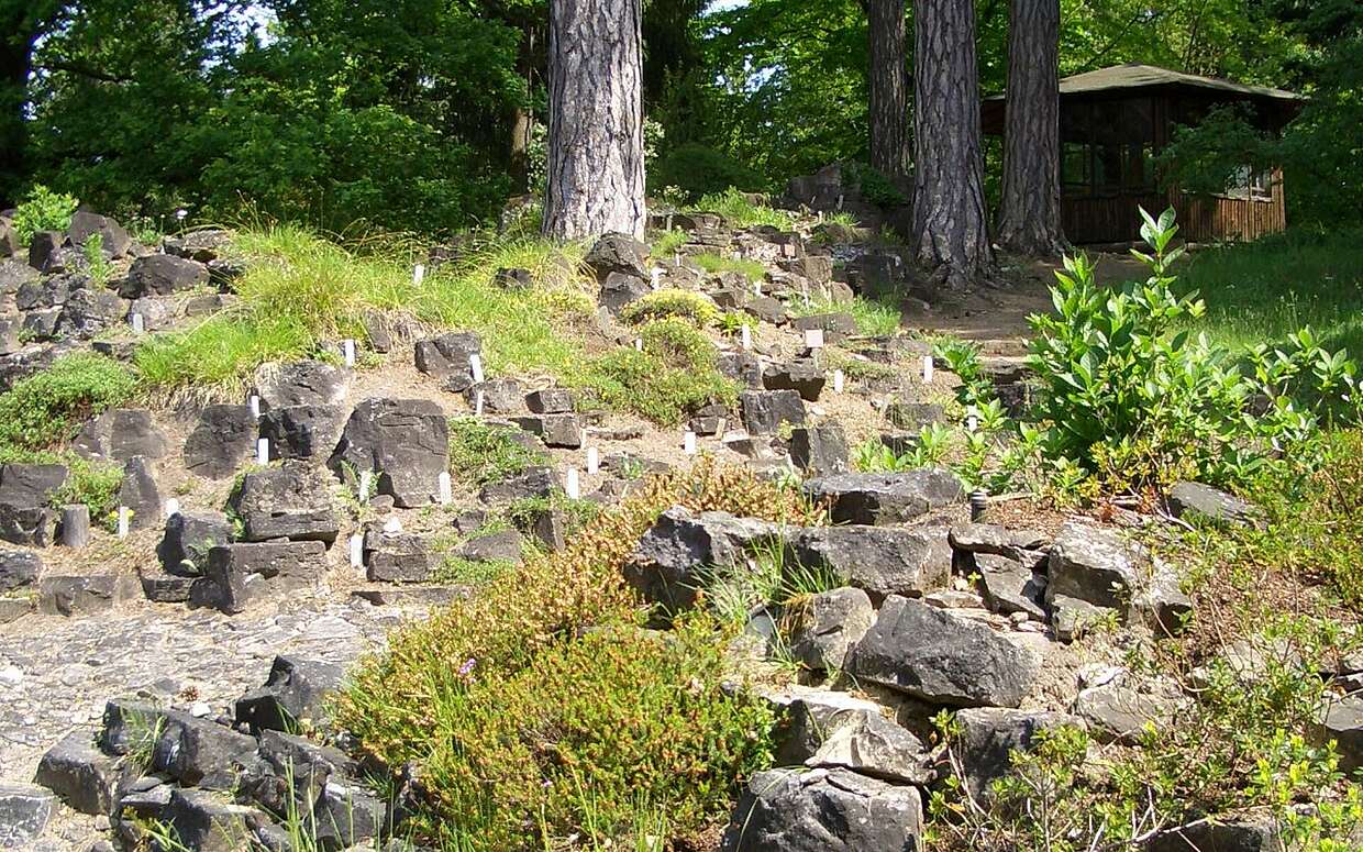 In einem hügeligen Abschnitt – dem so genannten Alpinum – wachsen verschiedene Pflanzen, die typisch für die Alpenregion sind – zum Beispiel die rosa blühende Schnee-Heide.