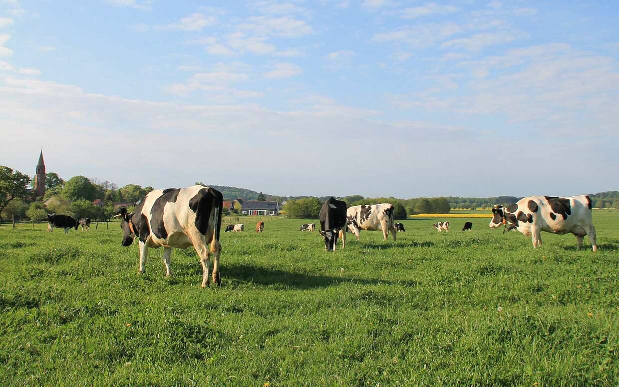 Kühe auf der Weide