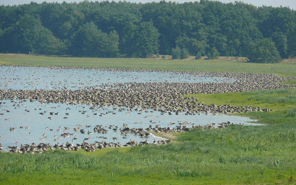 Nicht weit vom Hotel liegt die Elbe mit ihrem Vogelreichtum.