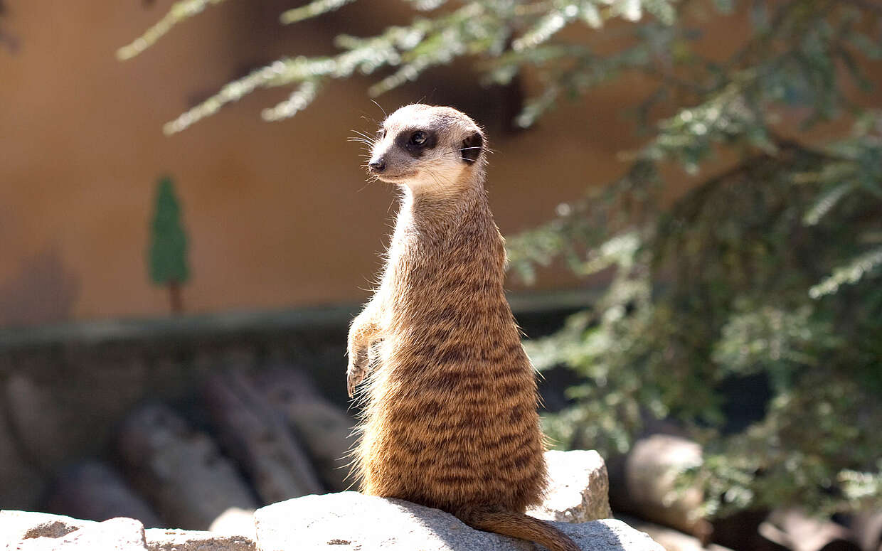 Ein Erdmännchen im Tierpark Germendorf