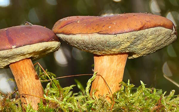 Pilze im Wald