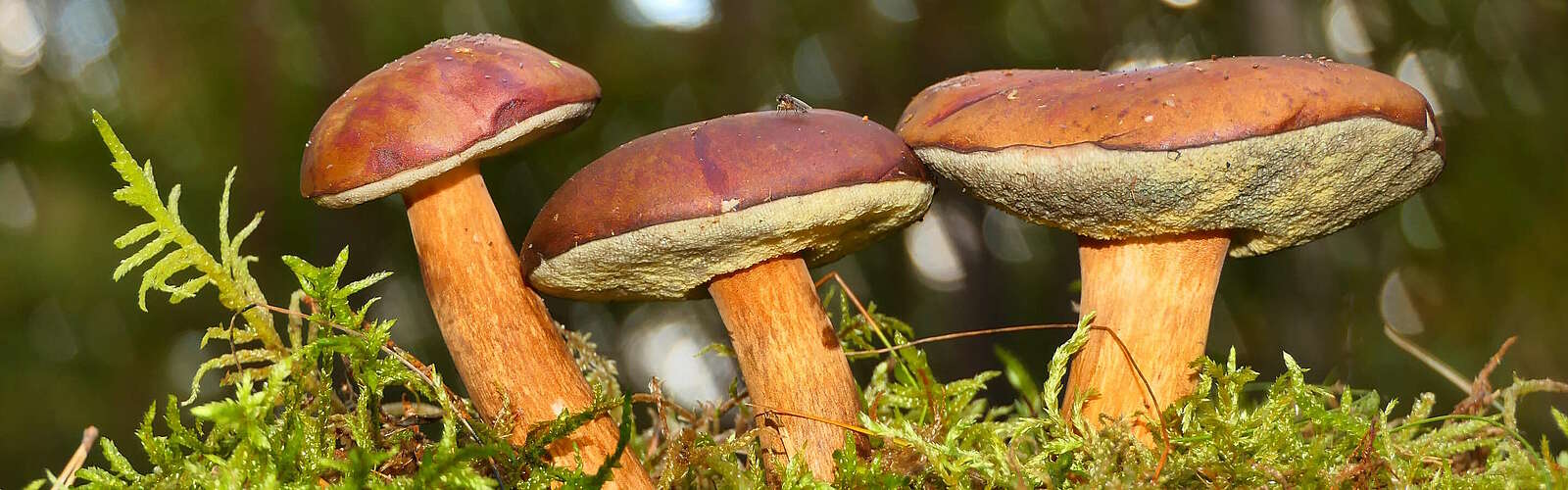 Pilze im Wald,
        
    

        Foto: Pixabay/Krzysztof Niewolny