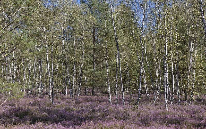 



        
            Blühende Heide,
        
    

        Foto: TMB-Fotoarchiv/Steffen Lehmann
    