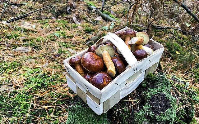 Pilzsuche im Wald