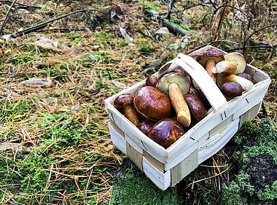 Pilzsuche im Wald