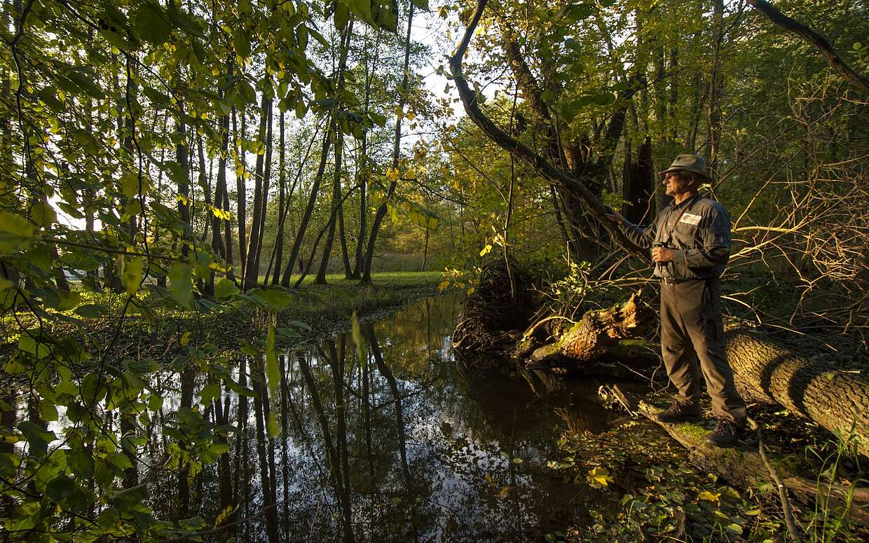 Naturpark-Ranger Arno Schimmelpfennig führt Naturliebhaber durch die Schorfheide.