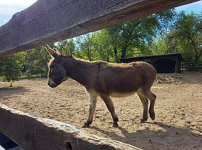 Esel im Tierpark