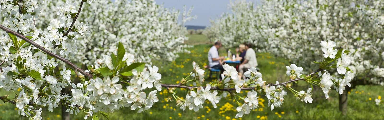 Baumblütenfest unter den Obstbäumen,
        
    

        Foto: TMB-Fotoarchiv/Steffen Lehmann