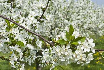 Werders jüngster Obstwinzer