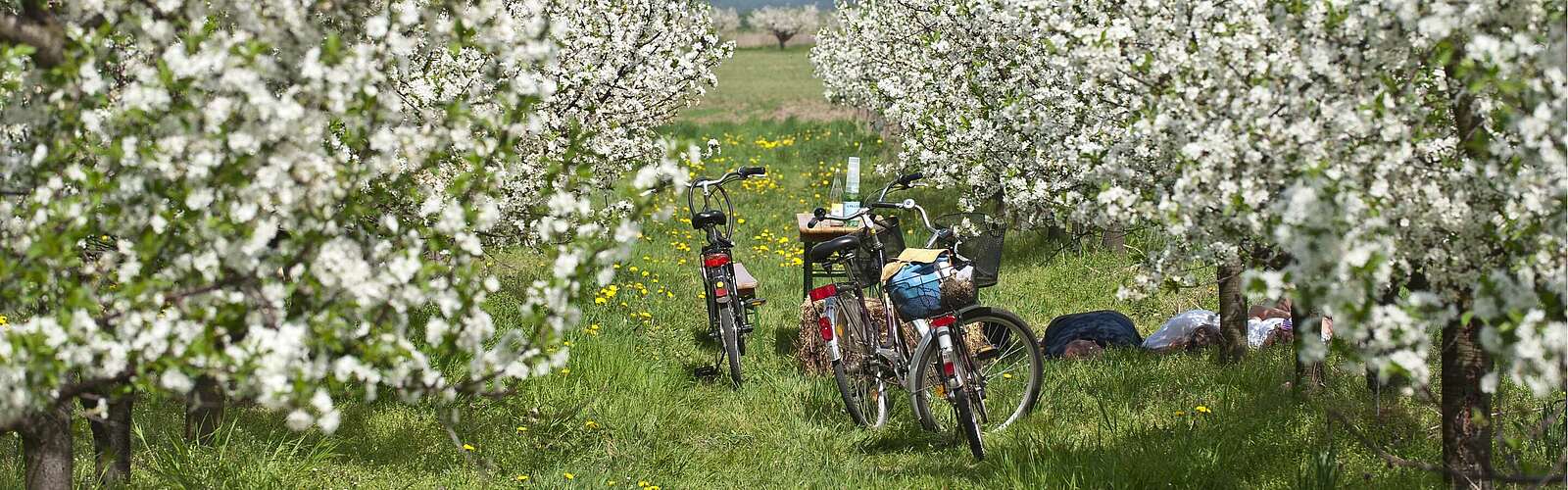 Radfahrer in Werder (Havel) zur Baumblüte,
        
    

        Foto: TMB-Fotoarchiv/Yorck Maecke