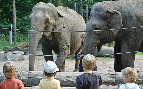 Elefanten Karla und Sundall Tierpark Cottbus