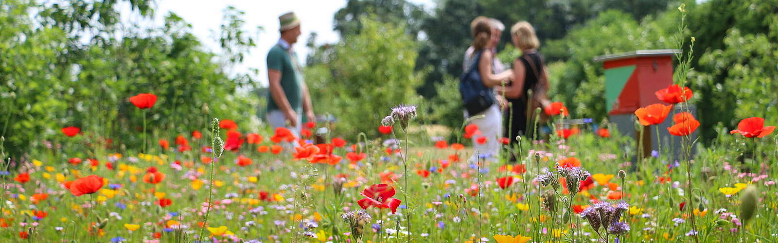 Blumenwiese im Sommer,
        
    

        Foto: Tourismusverband Prignitz e.V./Lukas Häuser