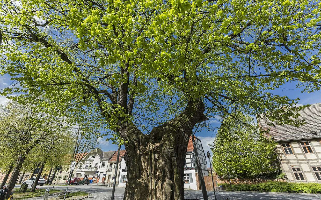 Lutherlinde in Treuenbrietzen