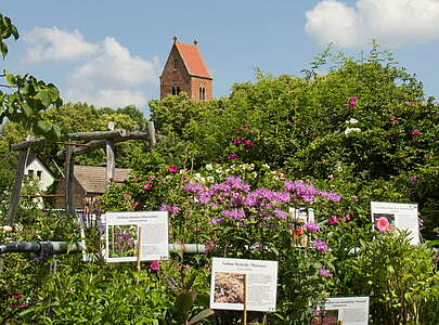 Bioland Rosenschule Radekow mit Blick auf die Dorfkirche