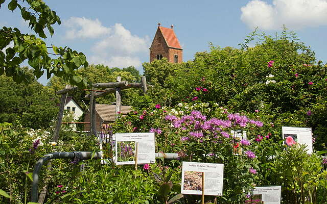 Bioland Rosenschule Radekow mit Blick auf die Dorfkirche