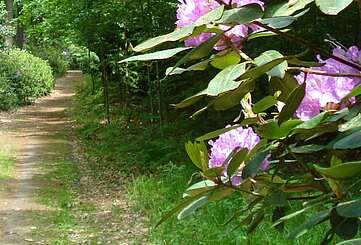 Ein Wald blüht auf