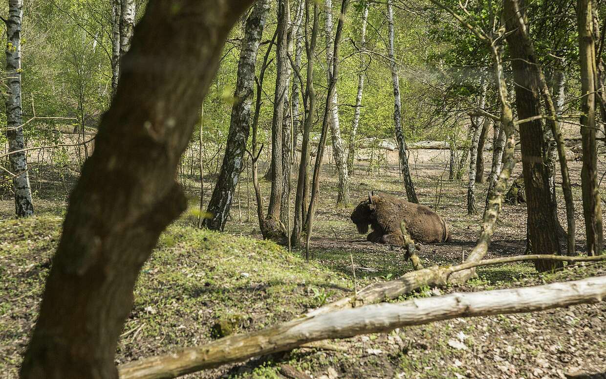 Wisent in Sielmanns Naturlandschaft Döberitzer Heide