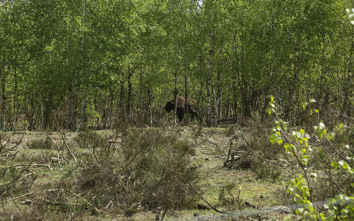 Wisent in Sielmanns Naturlandschaft Döberitzer Heide