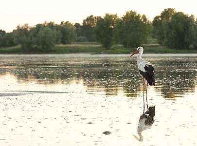 Weißstorch bei Lenzen an der Elbe