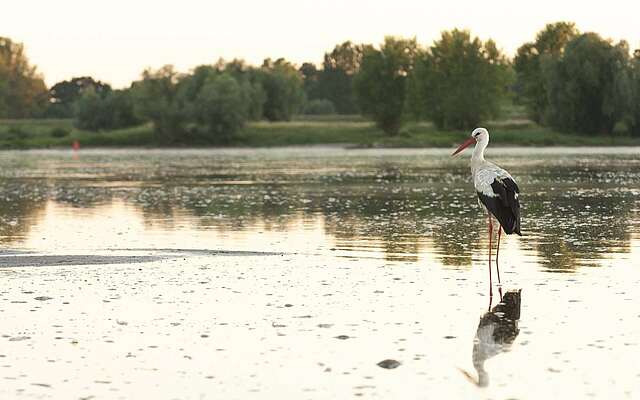 Weißstorch bei Lenzen an der Elbe