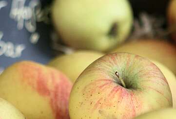 Apfelernte: selbst pflücken oder einfach genießen