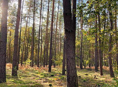 Waldspaziergang