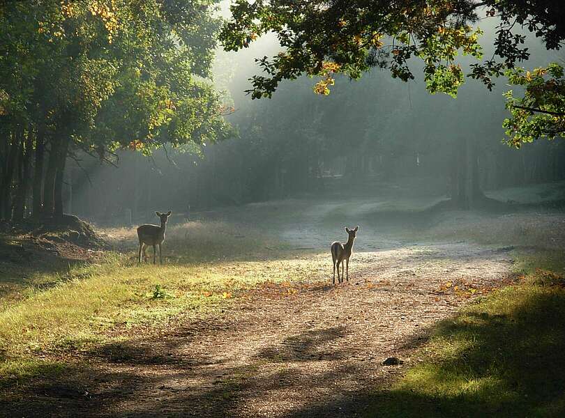 Wildgehege Glauer Tal 