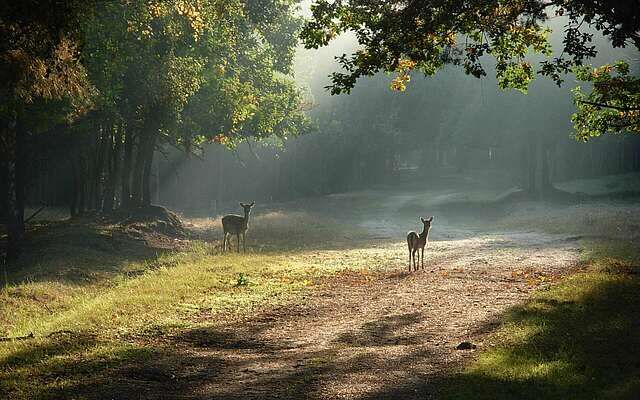 Wildgehege Glauer Tal 