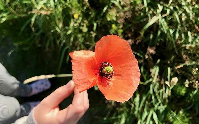 Kind hält Mohnblume