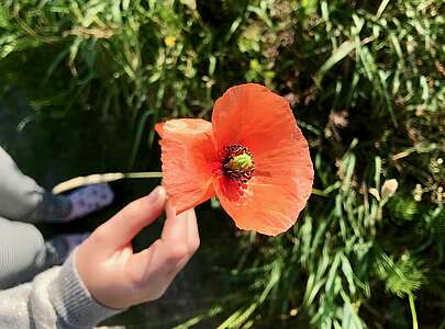 Kind hält Mohnblume