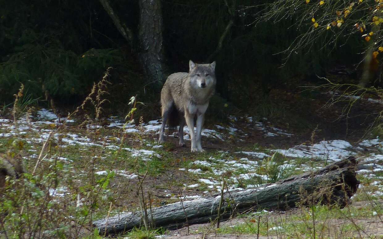 Wolf im Gehege