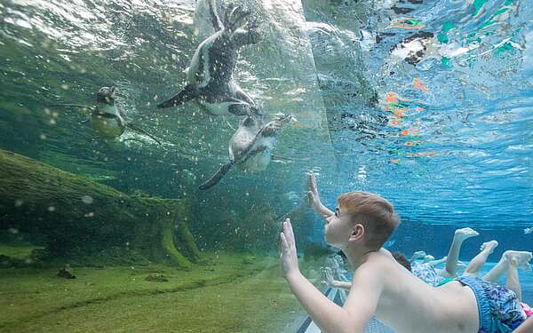 Schwimmen mit Pinguinen