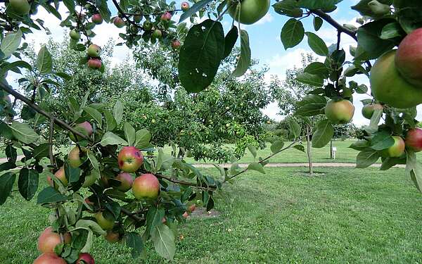 Pomologischer Schaugarten Döllingen