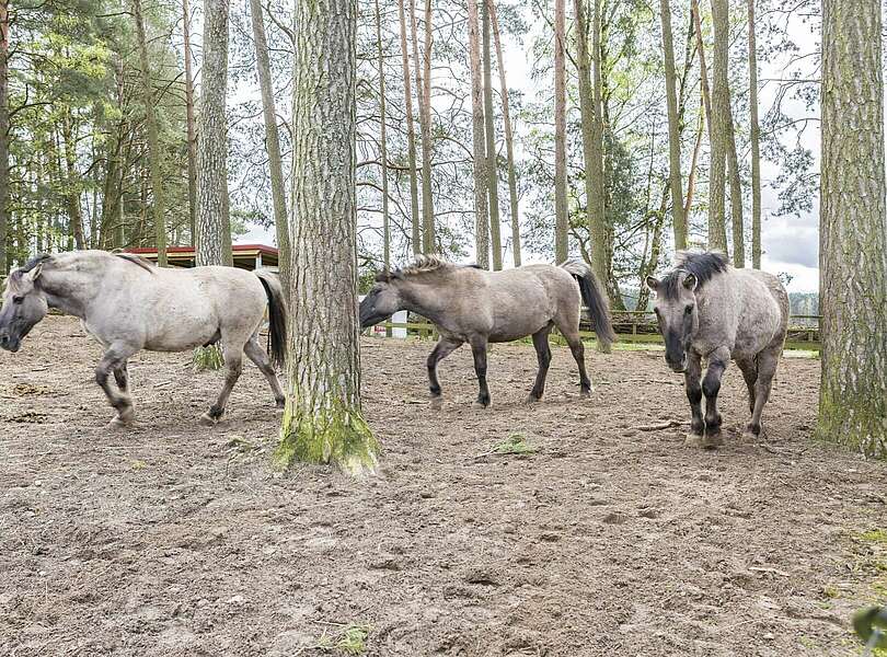 Wildpferde im Wildpark Schorfheide