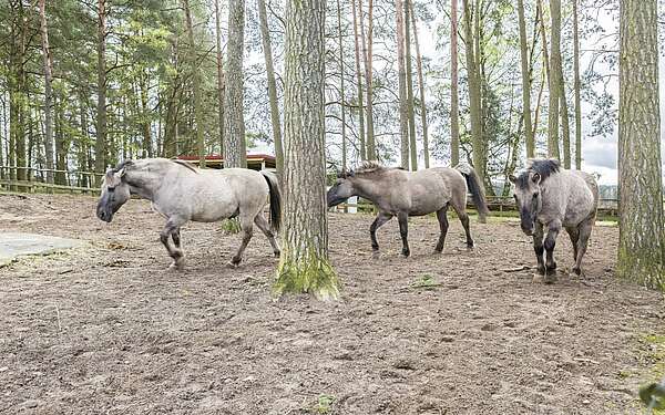 Wildpferde im Wildpark Schorfheide