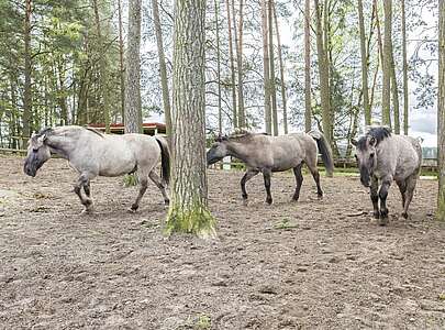 Wildpferde im Wildpark Schorfheide