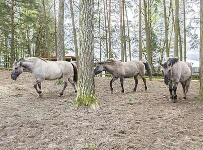 Wildpferde im Wildpark Schorfheide