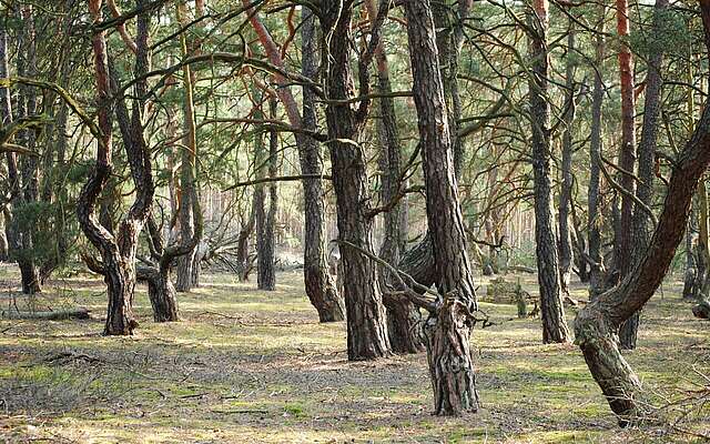 Wald im Naturpark Dahme-Heideseen