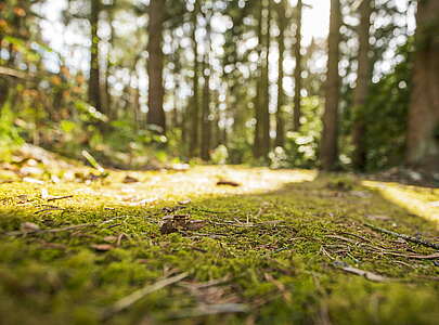 Waldboden am Südwestkirchhof Stahnsdorf