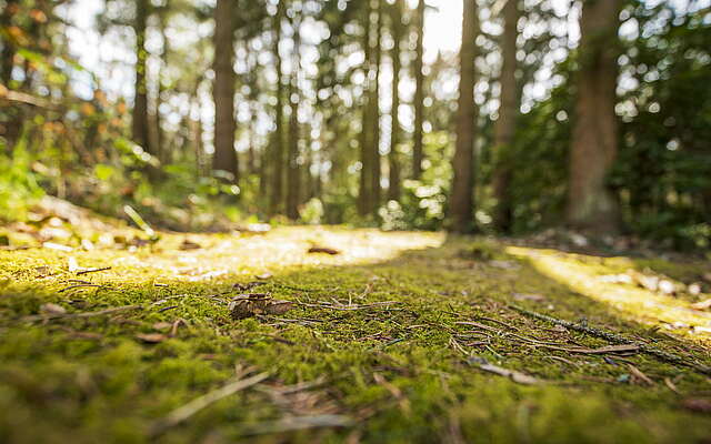 Waldboden am Südwestkirchhof Stahnsdorf