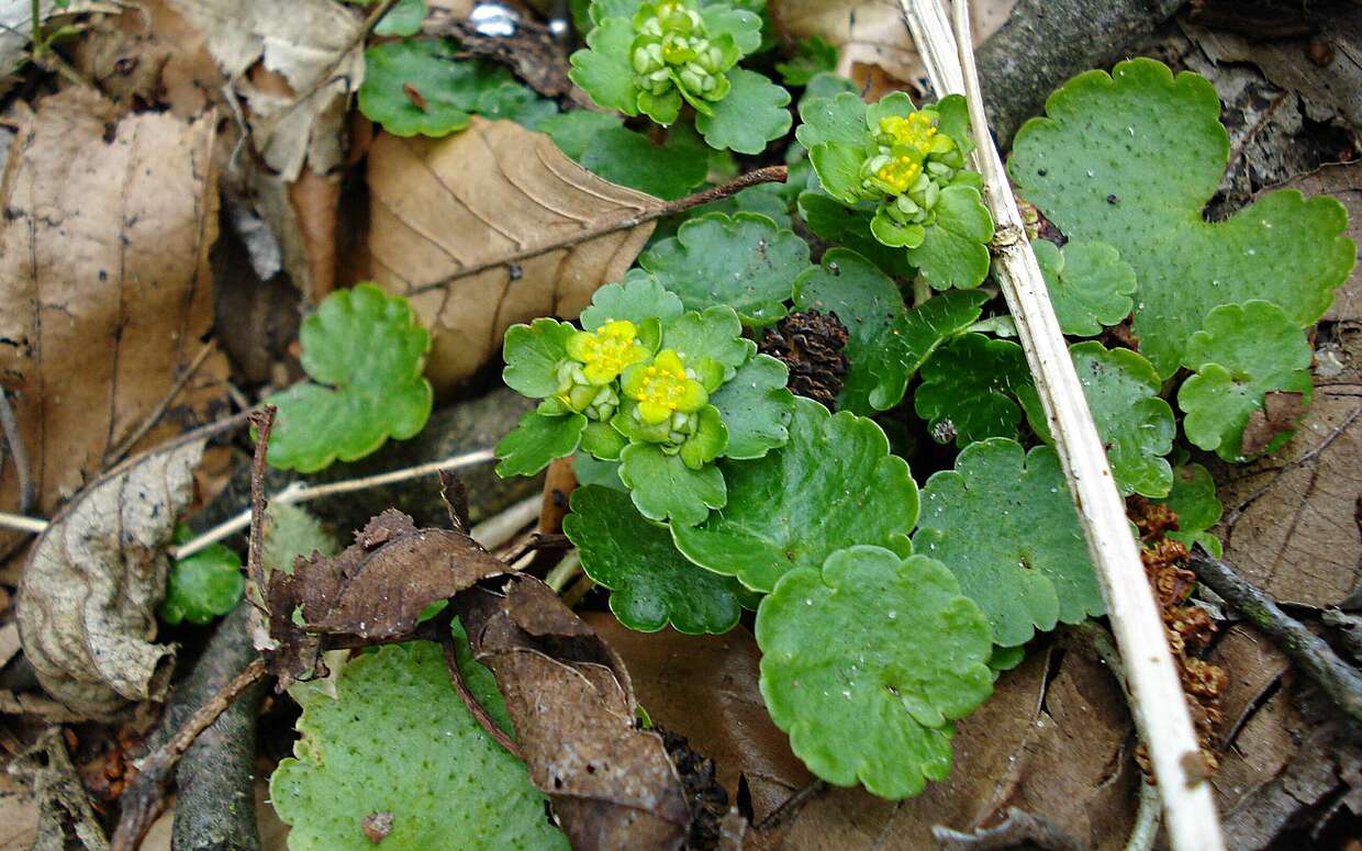 Das Milzkraut mit den kleinen gelben Blüten soll gut für die Milz sein.