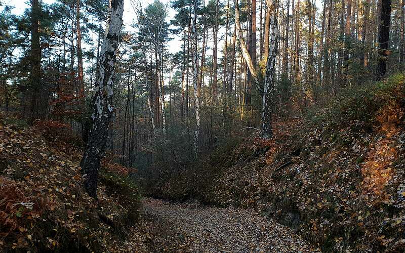 



        
            Hohlkehle im Naturpark Niederlausitzer Landrücken,
        
    

        Foto: TMB-Fotoarchiv/Frank Meyer
    