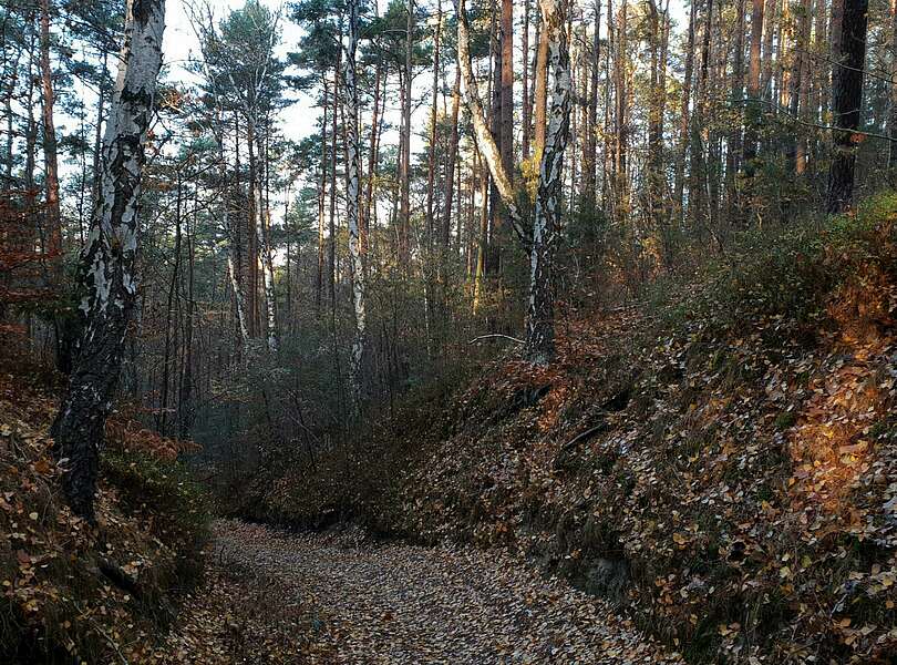 Hohlkehle im Naturpark Niederlausitzer Landrücken