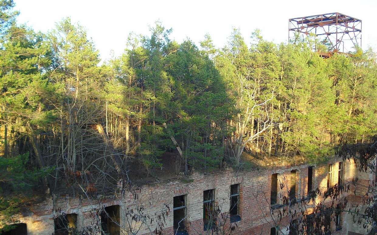 Im Laufe der Jahre ist auf dem Dach des ehemaligen Sanatoriums ein ganzer Wald gewachsen.