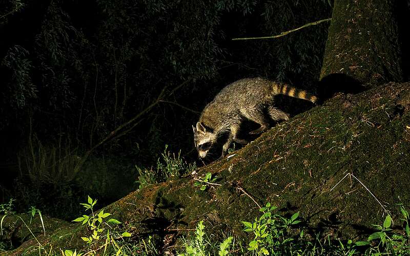 



        
            Waschbär in der Dunkelheit,
        
    

        Foto: Naturschutzfonds Brandenburg/LerchUlmer
    