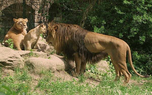 Löwen im Zoo Eberswalde